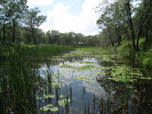 Photo of a Pond and Associated Vegetation